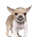 <b>니</b><b>넨</b> 우리나라 피자 싸다고 생각해?