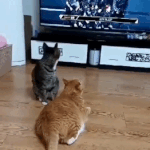 [스키즈] <b>순이</b>인가 둥이인가....