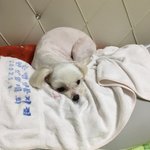 베개에 개 냄새 나서 <b>임시</b>방편으로 수건 깔아ㅛ는데