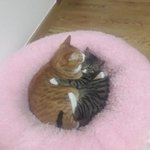 [스키즈] 순둥<b>도리</b> 이사진 진짜 신기하고 좋다..