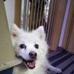 [이것좀봐줘] 추가)개는 키우는 겁니다.