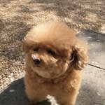 [드루와] 가스라이팅할 목적으로 사귀는거 어때?