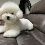 비비 엄청 퐁신퐁신하게 생김