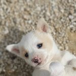 [강아지] 활짝웃는 아기강아지 흙둥이