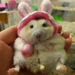 나 ㅈㄴ <b>애교</b>많나봄