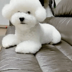 귀여운 비비를 탐라에 <b>심어</b>보세요