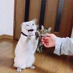 [ㅈㄱㄴ] 피어싱 관련 질문받음