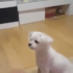 너넨 <b>소속</b>사 일 잘해??