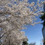 [NCT즌] <b>비와</b>서 벚꽃 다 떨어지는 줄 알앗는디