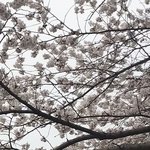 벚꽃이 한국 꺼라는 <b>주장</b>
