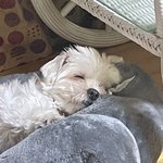 [세븐틴] ㅅㄷ호시 <b>볼</b><b>때</b>마다 신기한게