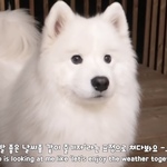 [NCT즌] ㅅㄷ 사모예드 보니깐 생각난건데 유튭에 모카<b>우유</b>님 아냐