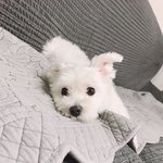 [이것좀봐줘] 저희집 <b>말</b>티 자랑할게요