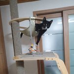 [고양이] 11탄 <b>로또당첨</b>이 동생  대박이