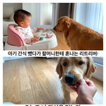 [강아지] 아기 <b>간식</b> 뺏어먹다 할머니한테 얻어맞은 리트리버!