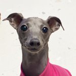 [강아지] <b>베리</b> 보구 힐링해!!