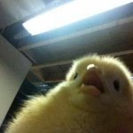 [댓글부탁해] 얘들아 도와줘 영어 <b>본문</b> 외우기 있잖아