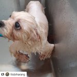 애견미용학원에서 <b>번식</b>견인 저는 또 학대를 당합니다. 저를구해주세요...