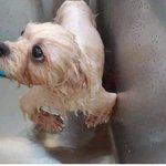 [이것좀봐줘] 개농장 번<b>식견</b>들이 비임신기간에 하는 일..