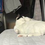 [고양이] 뚱냉이 보구가~ 졸<b>귀탱</b>