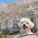 [골든차일드] <b>뽀글이</b> 너무 너무 귀엽다