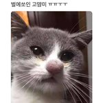 키르시 중고옷후기
