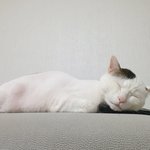 팔자좋은 우리집냥이들 2탄