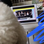 [세븐틴] 강아지랑 고잉 보는거 인증 함