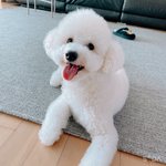 [세븐틴] 고잉 나올때마다 우리 강아지랑 사진 찍는다