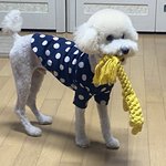 [세븐틴] ㅅㄷ 오늘 <b>보리</b> 최최최종