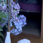 [세븐틴] 극ㅅㄷ밑에 <b>보리</b>쨩 받고 우리집 강아지도 봐줘