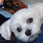 [세븐틴] 극극극사담) <b>보리</b>받고 단비받고 우리집 구월이 사진간다