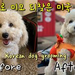 [강아지] <b>K</b>-<b>뷰티</b>로 미모 되찾은 미국 강아지 | 미니 골든두들...