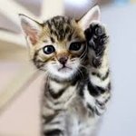 고양이 <b>충성</b> <b>맹세</b>.jpg