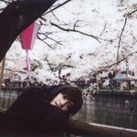 [NCT즌] 태용이와 <b>벚꽃</b>들