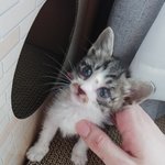 [고양이] 생후3주 토끼닮은 아<b>깽이</b>구조 &amp; 그이후 (+사진추가했어요...