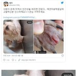 애견미용학원의 <b>실태</b>