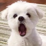 [진격의거인] ㅅㅍ) 귀여운새끼 ㅋ