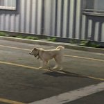 [방탈죄송] 조여오는 목줄에 살점이 덜렁거리는 아이를 제발 살려주세요