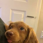 사랑 받고 있는 티가 확 나는 <b>집사</b>들