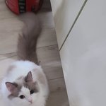 봄되니 더 못생겨<b>진</b> 쌍둥이 고양이...