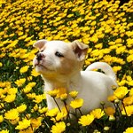 [강아지] 활짝웃는 아기강아지 흙둥이 2탄