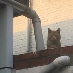 [NCT즌] 오늘 밖에서 진짜 애옹하면서 우는 <b>고양이</b> <b>봄</b>