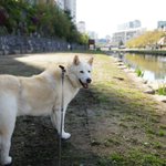 [허스키<b>심바</b>] 허스키<b>심바</b>와 동생들