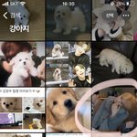 [무한분열] 강아지?