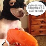 나는.강아지.<b>강도</b>애 요