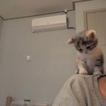 클로닝 <b>처돌</b>이 들어와라