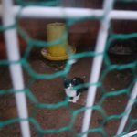 [고양이] 4월14일 추가)닭장안 햄스터장에 갇힌 아이를 제발 구해주세요