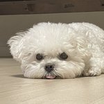 [세븐틴] 야...밥<b>푸리</b>