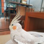 [반려조] [찾아주세요] 광주 <b>북구</b> 양산동 반려조 왕관앵무를 찾습니다...